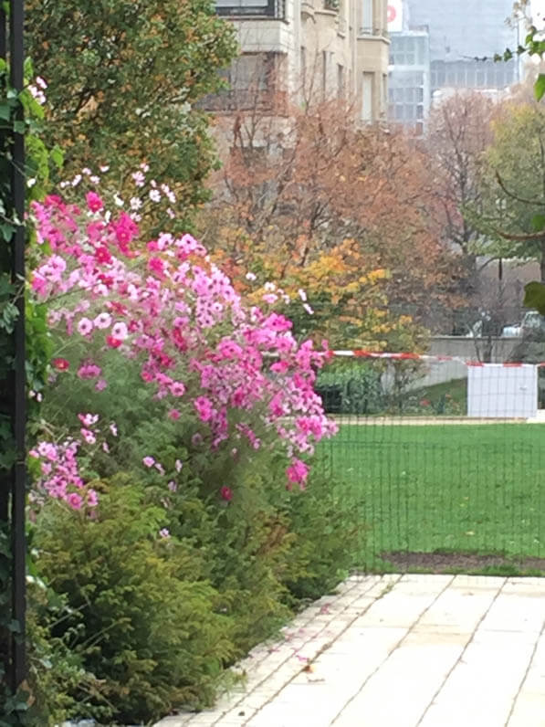 Cosmos dans le parc de Passy en automne, Paris 16e (75)