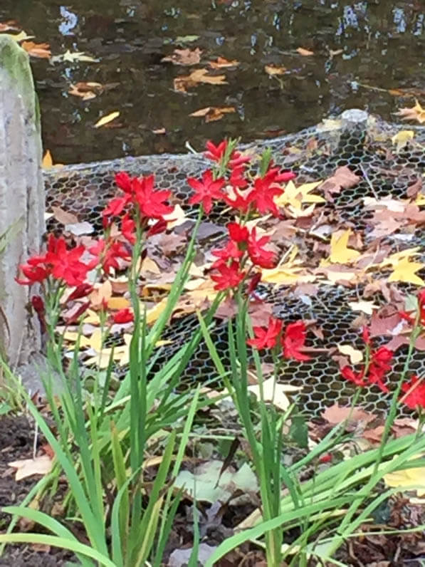 Lis des Cafres (Schizostylis coccinea) dans le parc Monceau en automne, Paris 8e (75)