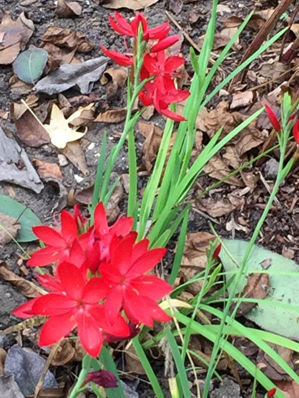 Lis des Cafres (Schizostylis coccinea) dans le parc Monceau en automne, Paris 8e (75)