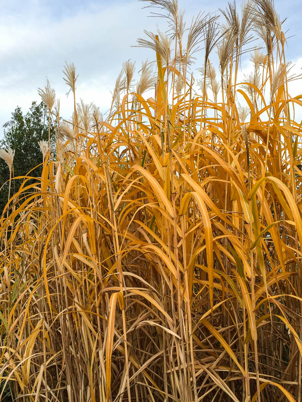 Miscanthus en automne dans le Jardin des Plantes, Paris 5e (75)