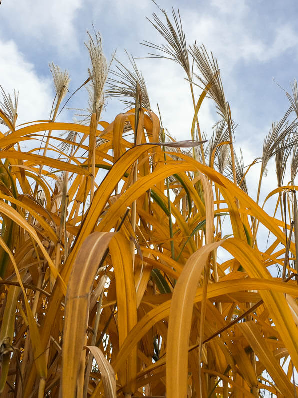 Miscanthus en automne dans le Jardin des Plantes, Paris 5e (75)