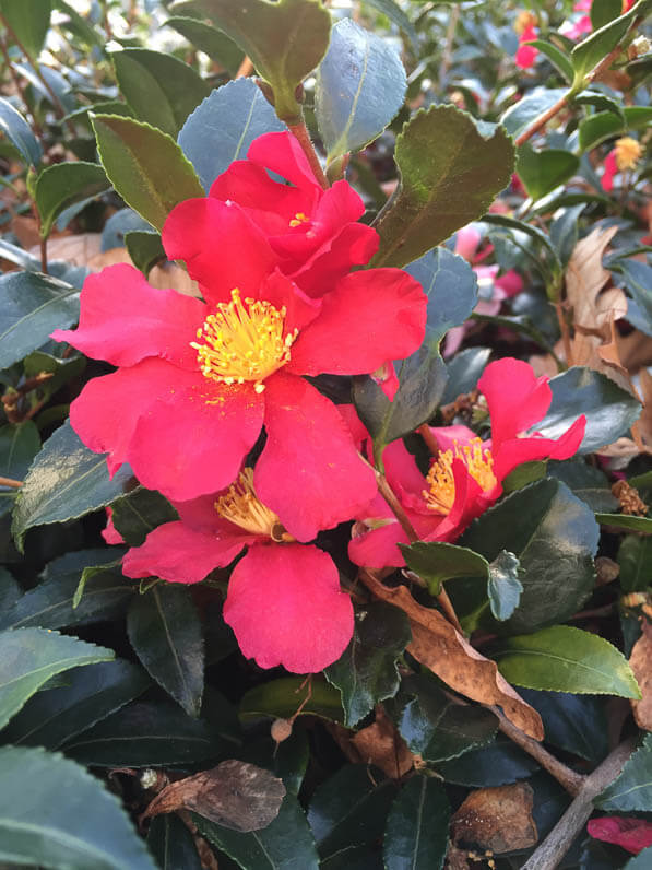 Camellia sasanqua en hiver dans le parc de Bercy, Paris 12e (75)