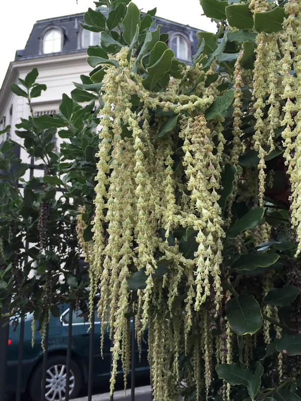 Les longs chatons du Garrya elliptica dans le parc de Passy en hiver, Paris 16e (75)