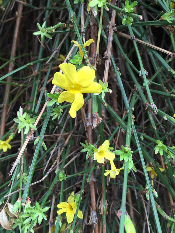 Jasmin d'hiver (Jasminum nudiflorum) en fleur en hiver, Paris 10e (75)