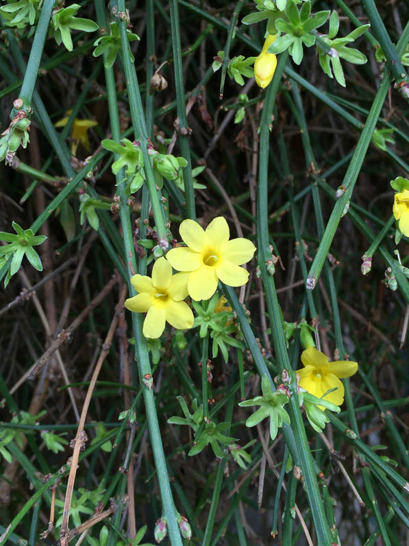 Jasmin d'hiver (Jasminum nudiflorum) en fleur en hiver, Paris 10e (75)