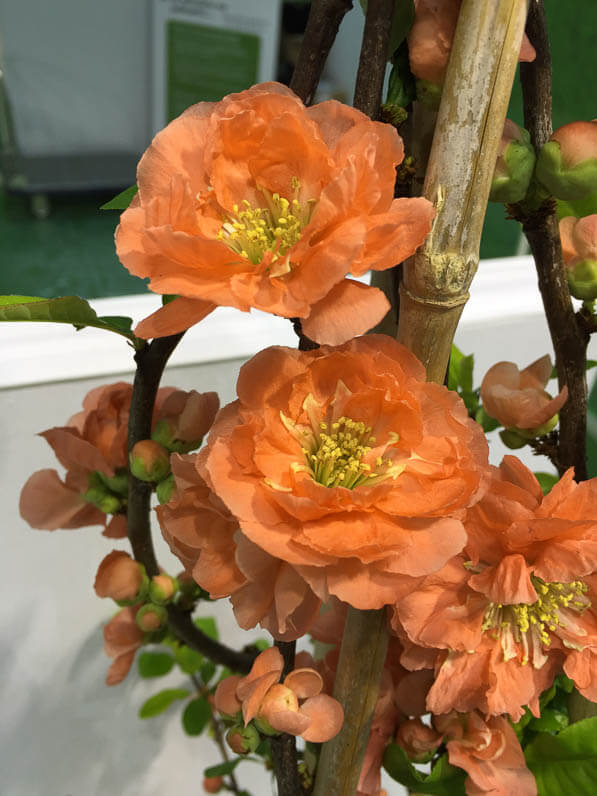 Cognassier du Japon, Chaenomeles 'Mango Storm', Silence ça pousse ! Salon du Végétal, parc des expositions, Angers (49)