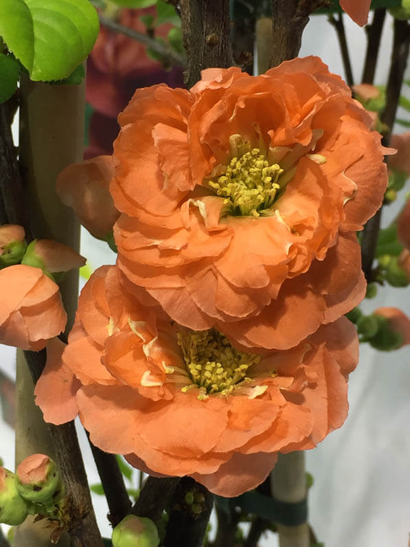 Cognassier du Japon, Chaenomeles 'Mango Storm', Silence ça pousse ! Salon du Végétal, parc des expositions, Angers (49)