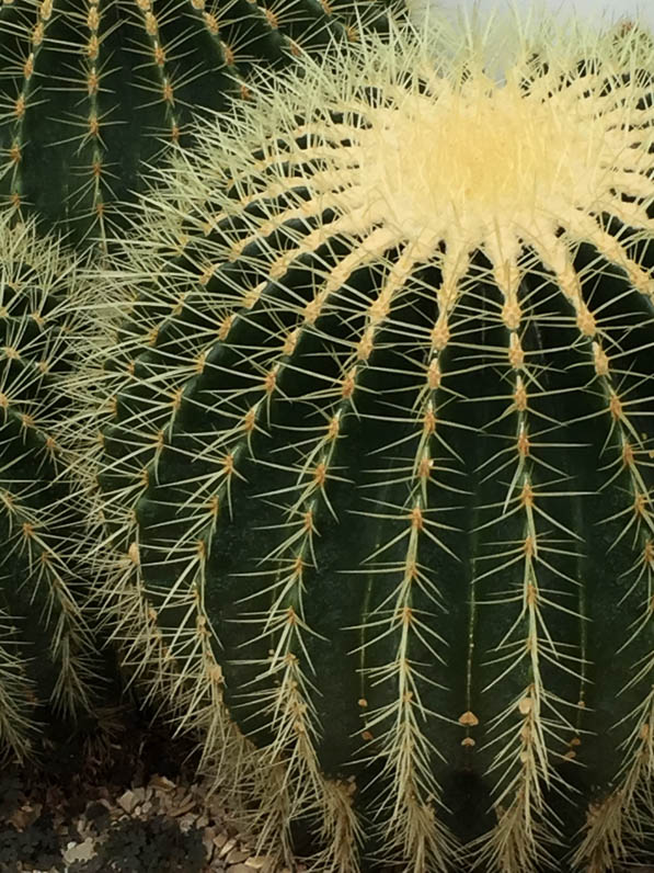 Echinocactus, serre du Jardin des Plantes, Paris 5e (75)