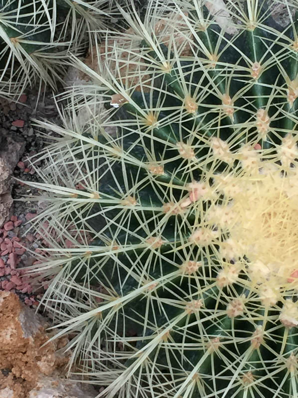 Echinocactus, serre du Jardin des Plantes, Paris 5e (75)