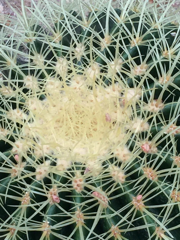 Echinocactus, serre du Jardin des Plantes, Paris 5e (75)