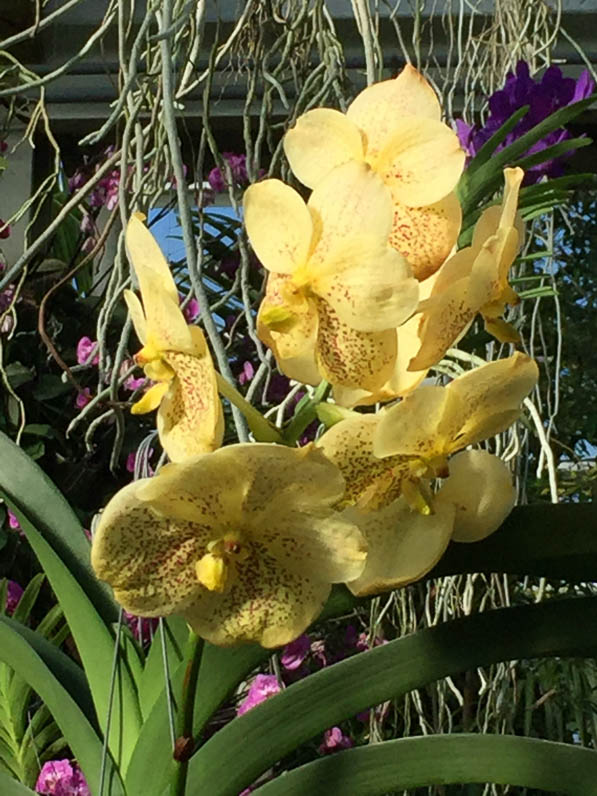 Vanda hybride, orchidées, Conservatoire de la Princesse de Galles, Kew gardens, Londres, Royaume-Uni