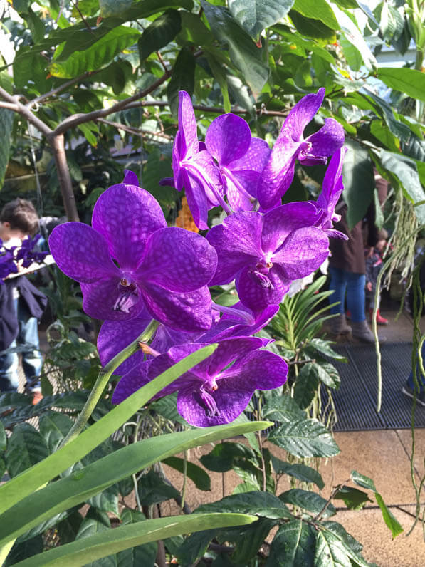 Vanda hybride, orchidées, Conservatoire de la Princesse de Galles, Kew gardens, Londres, Royaume-Uni