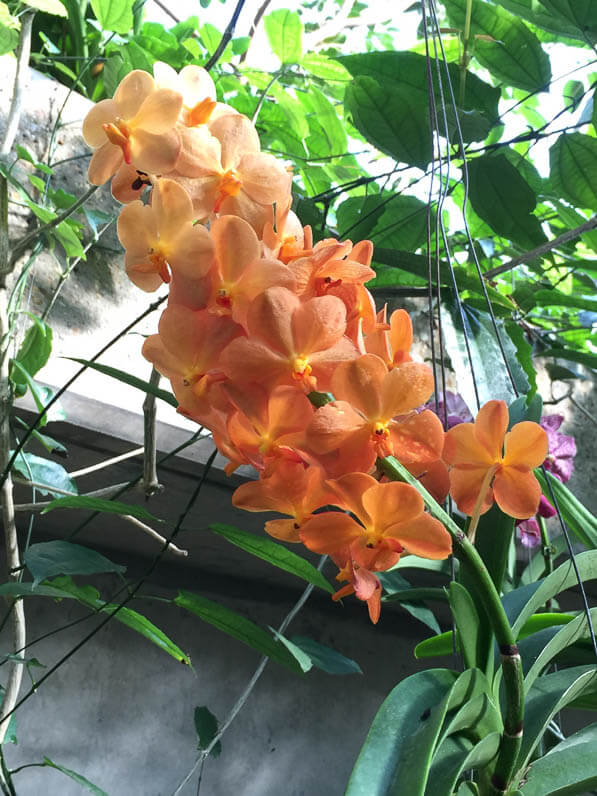 Vanda hybride, orchidées, Conservatoire de la Princesse de Galles, Kew gardens, Londres, Royaume-Uni