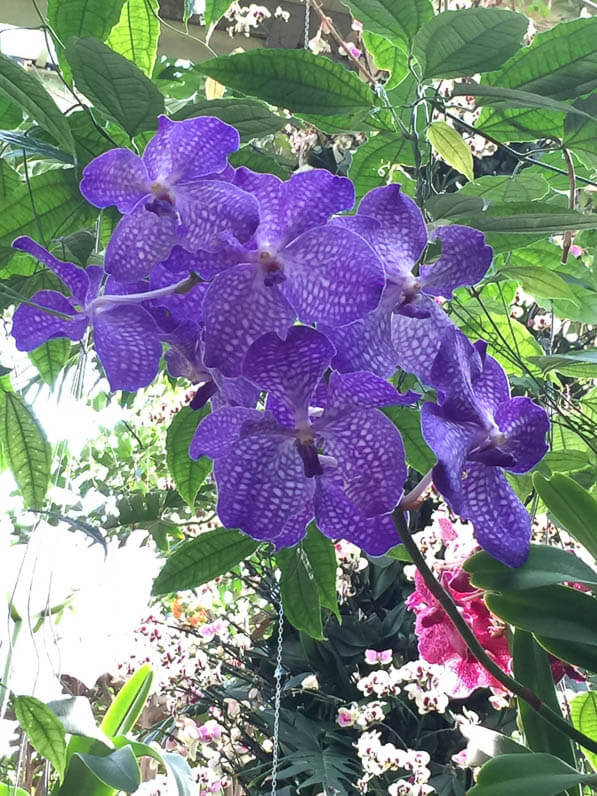 Vanda hybrides, orchidées, Conservatoire de la Princesse de Galles, Kew gardens, Londres, Royaume-Uni