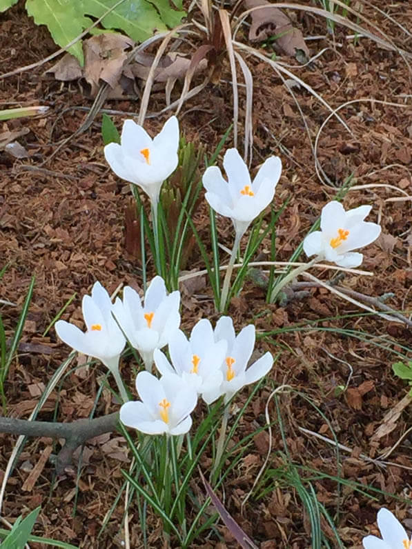 Crocus blancs en fin d'hiver dans le parc Montsouris, Paris 14e (75)