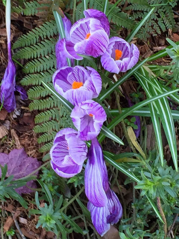 Crocus en fin d'hiver dans le parc Montsouris, Paris 14e (75)