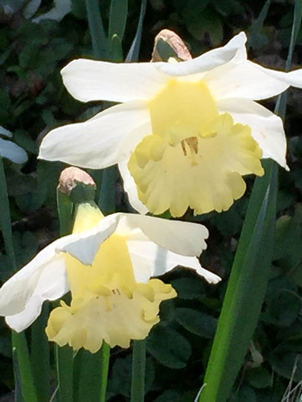 Narcisses en fin d'hiver dans le square Viviani, Paris 5e (75)