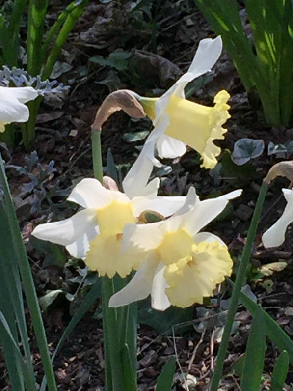 Narcisses en fin d'hiver dans le square Viviani, Paris 5e (75)