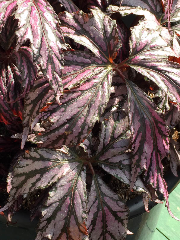 Begonia 'Benitochiba', Pépinière Jardin de la Roche Saint-Louis, Fête des Plantes printemps, Domaine de Saint-Jean de Beauregard, Essonne (91)