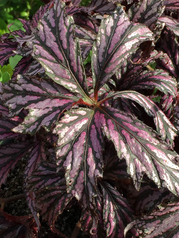 Begonia 'Benitochiba', Pépinière Jardin de la Roche Saint-Louis, Fête des Plantes printemps, Domaine de Saint-Jean de Beauregard, Essonne (91)