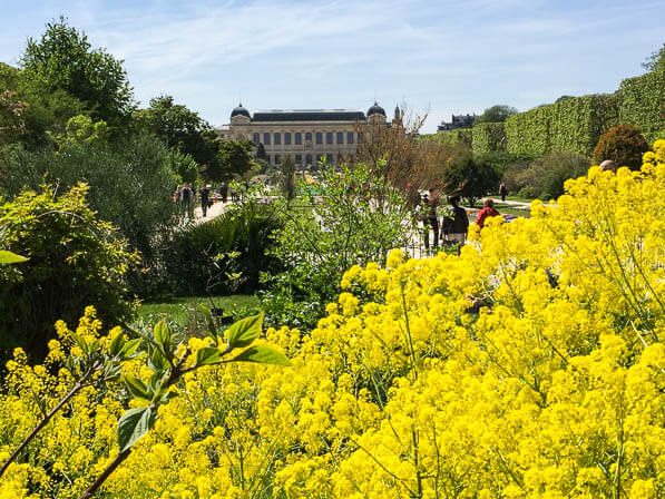 Isatis tinctoria, grande perspective du Jardin des Plantes au printemps, Paris 5e (75)