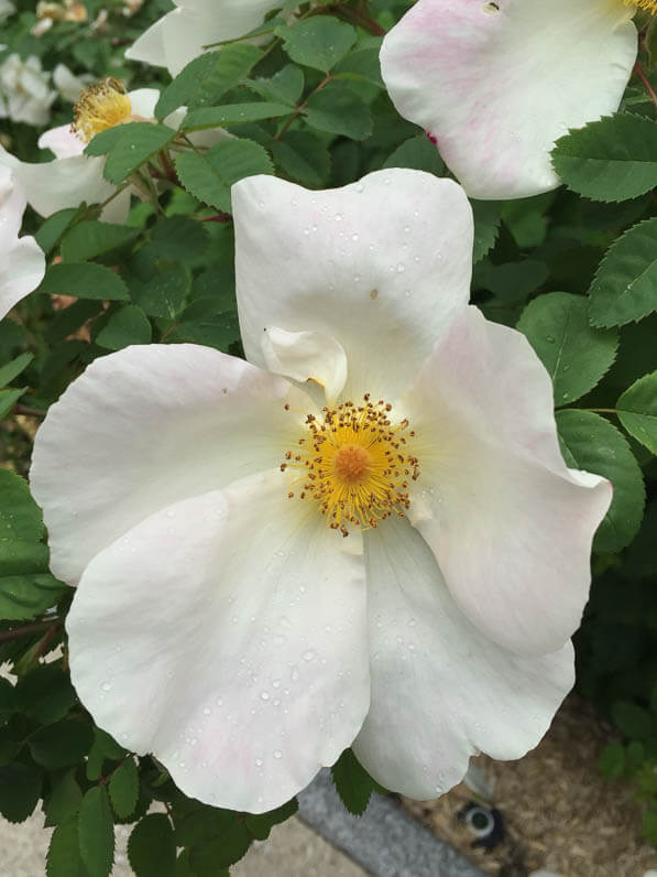 Rosier 'Nevada', rosier arbustif à grandes roses simples dans le parc de la Planchette au printemps dans Levallois (92)