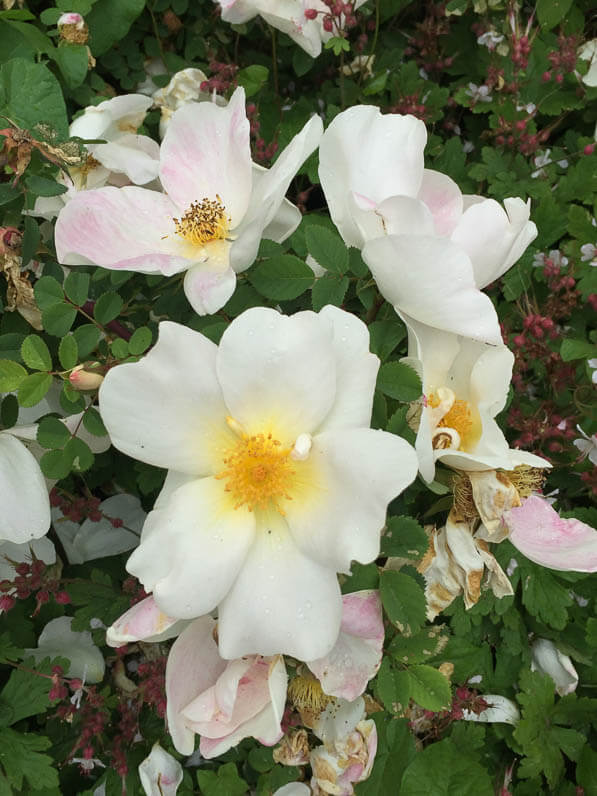 Rosier 'Nevada', rosier arbustif à grandes roses simples dans le parc de la Planchette au printemps dans Levallois (92)