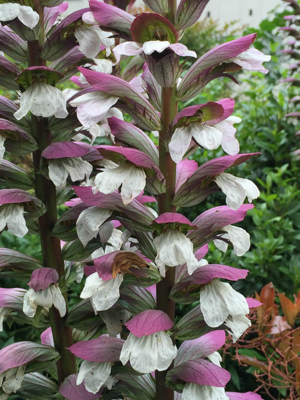 Acanthe (Acanthus mollis), avenue Jean Jaurès, Paris 19e (75)