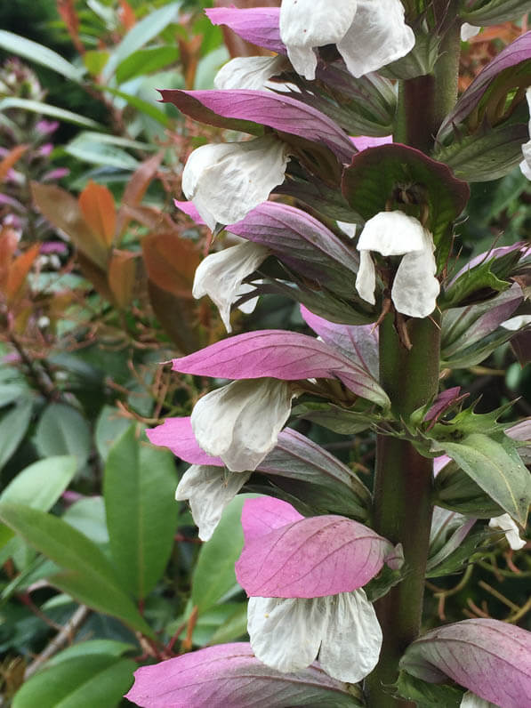 Acanthe (Acanthus mollis), avenue Jean Jaurès, Paris 19e (75)