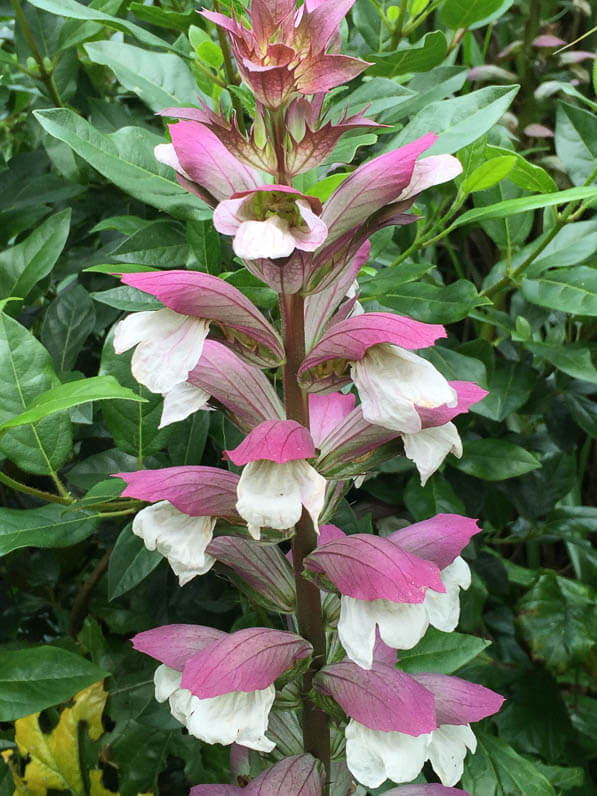 Acanthe (Acanthus mollis), avenue Jean Jaurès, Paris 19e (75)