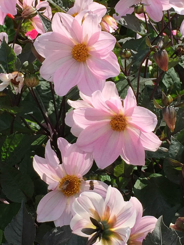 Jardinières de dahlias, fleurissement des marches de l'église de la Madeleine, place de la Madeleine, Paris 8e (75)