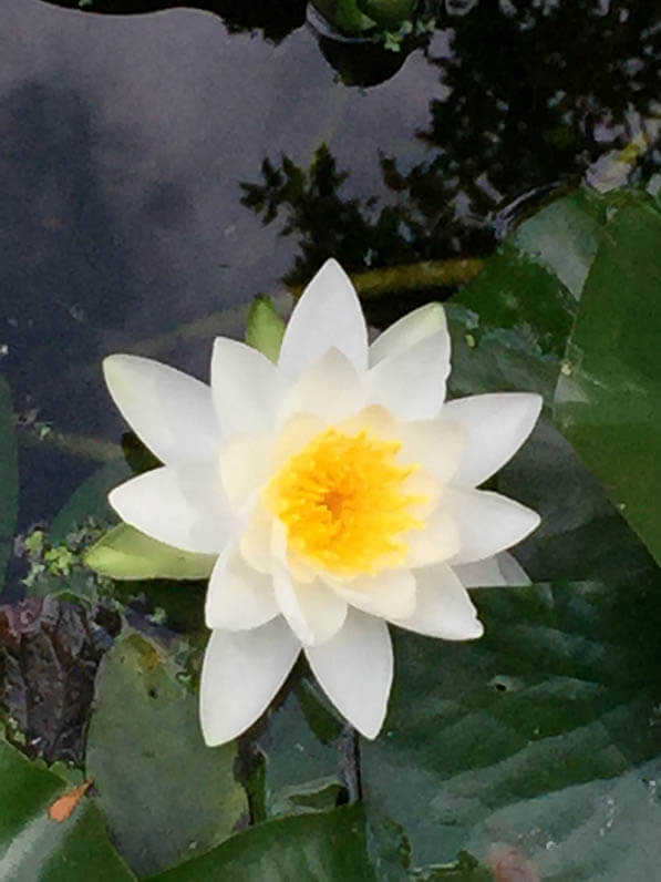 Nénuphar blanc, bassin dans le parc de Bercy en début d'été, Paris 12e (75)