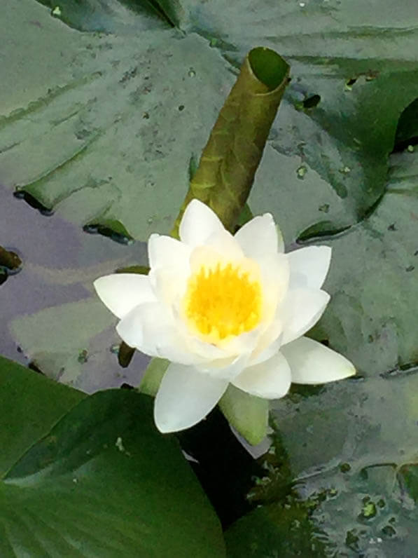 Nénuphar blanc, bassin dans le parc de Bercy en début d'été, Paris 12e (75)