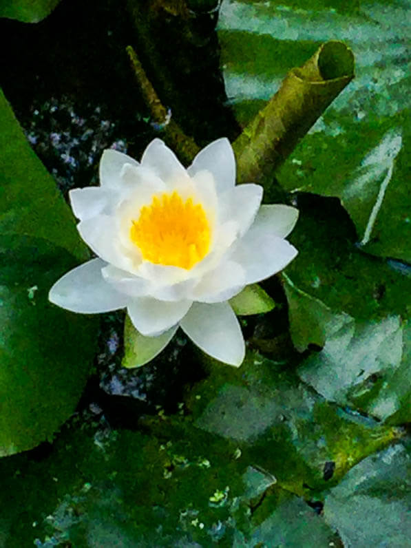 Nénuphar blanc, bassin dans le parc de Bercy en début d'été, Paris 12e (75)