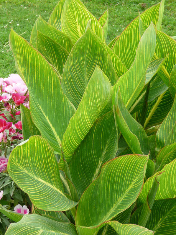 Feuillage du Canna 'Panach', Jardin des plantes, Paris 5e (75)