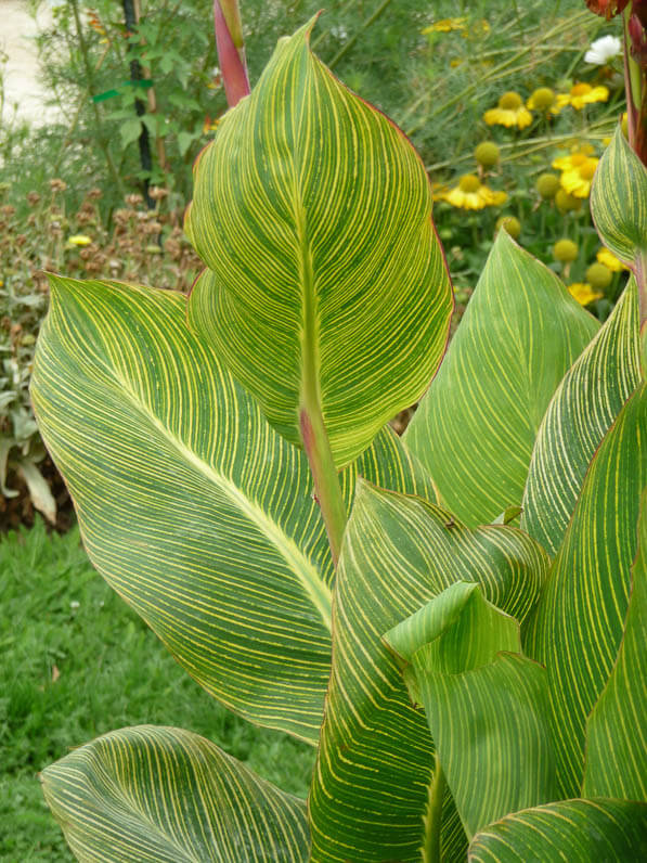 Feuillage du Canna 'Panach', Jardin des plantes, Paris 5e (75)