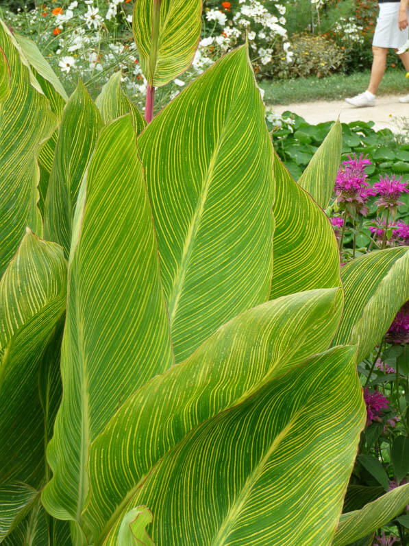 Feuillage du Canna 'Panach', Jardin des plantes, Paris 5e (75)