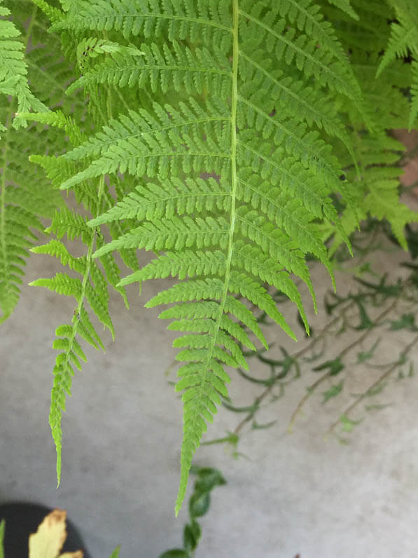 Athyrium filix-femina 'Lady in Red' sur mon balcon parisien en été, Paris 19e (75)