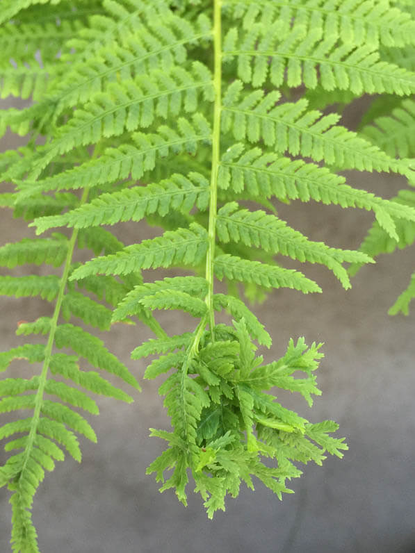 Athyrium filix-femina 'Lady in Red' sur mon balcon parisien en été, Paris 19e (75)