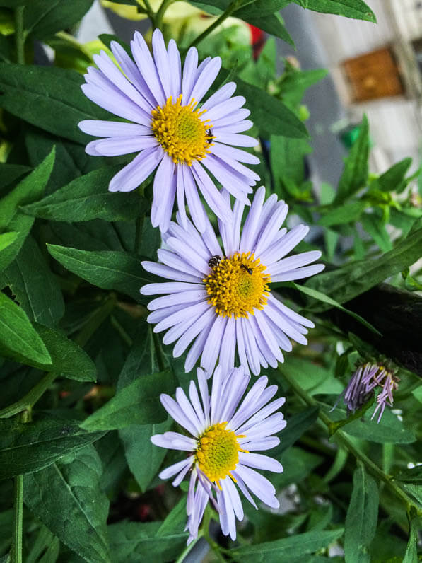 Kalimeris 'Madiva' sur mon balcon parisien en été, Paris 19e (75)