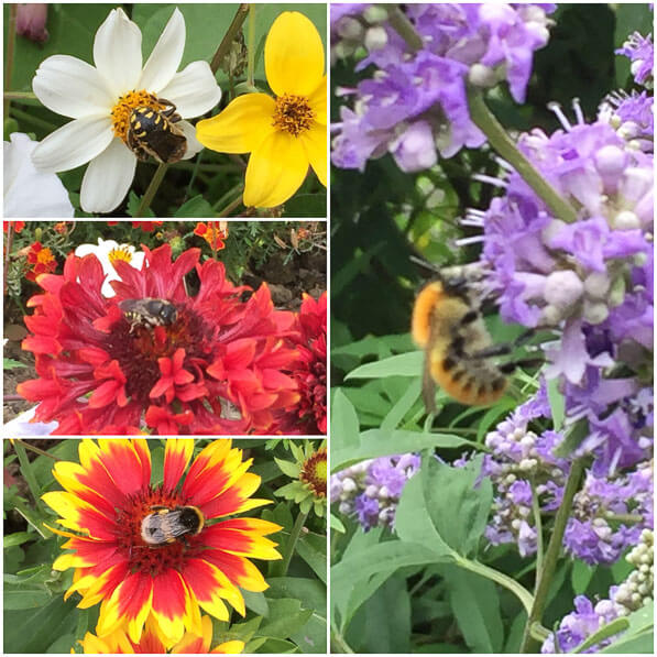 Bidens, gaillarde, abeille, bourdon, collage de fleurs d'été, Paris (75)