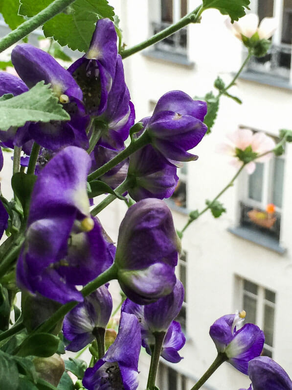 Aconitum arcuatum BSWJ 774 sur mon balcon parisien en été, Paris 19e (75)