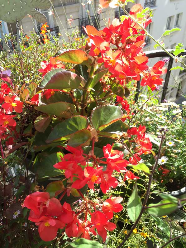 Bégonia 'Big Rouge' sur mon balcon parisien en été, Paris 19e (75)