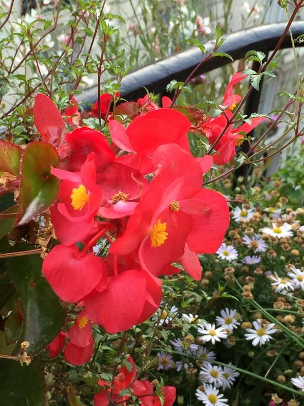 Bégonia Big Rouge sur mon balcon parisien en automne, Paris 19e (75)