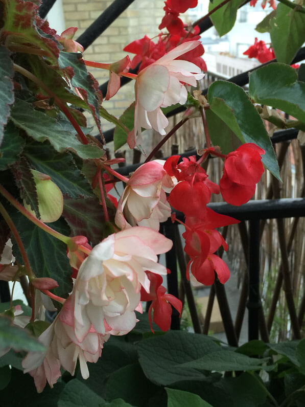 Begonia x tuberhybrida et Begonia 'Dragon Wing' sur mon balcon parisien en été, Paris 19e (75)