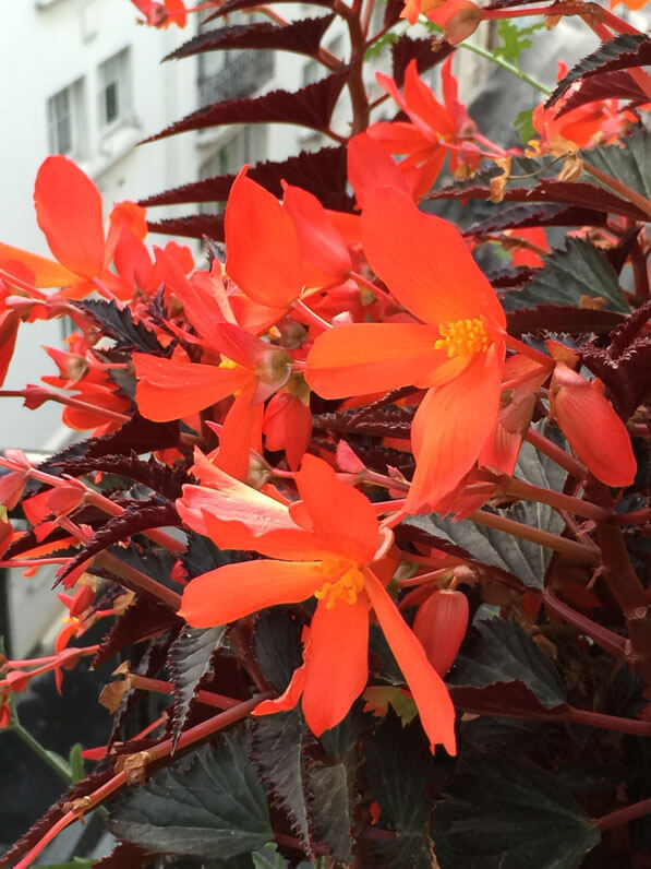 Bégonia tubéreux à feuillage pourpre sur mon balcon parisien en automne, Paris 19e (75)