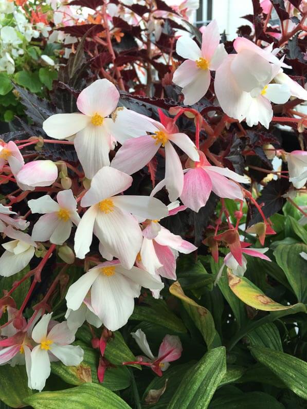 Bégonia tubéreux à feuillage pourpre sur mon balcon parisien en automne, Paris 19e (75)