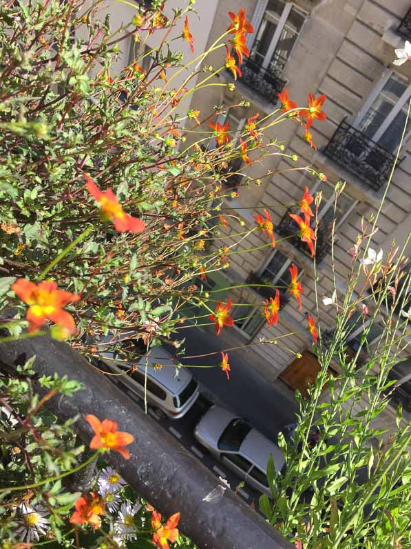 Bidens à fleurs rouges et jaunes sur mon balcon parisien en été, Paris 19e (75)