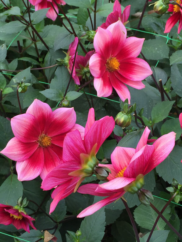 Dahlia n°14, simple nain, 1er prix Dahlias Nains, prix des journalistes, Concours international du dahlia 2016, Ets Turc, parc floral, Paris 12e (75)