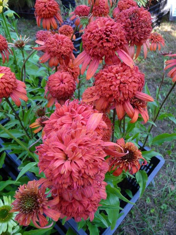 Echinacea 'Secret Lust', Fête des plantes d'automne, Saint-Jean de Beauregard (91)